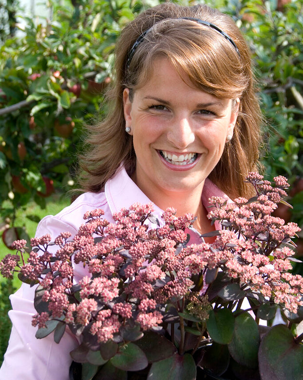 Sedum 'Xenox'