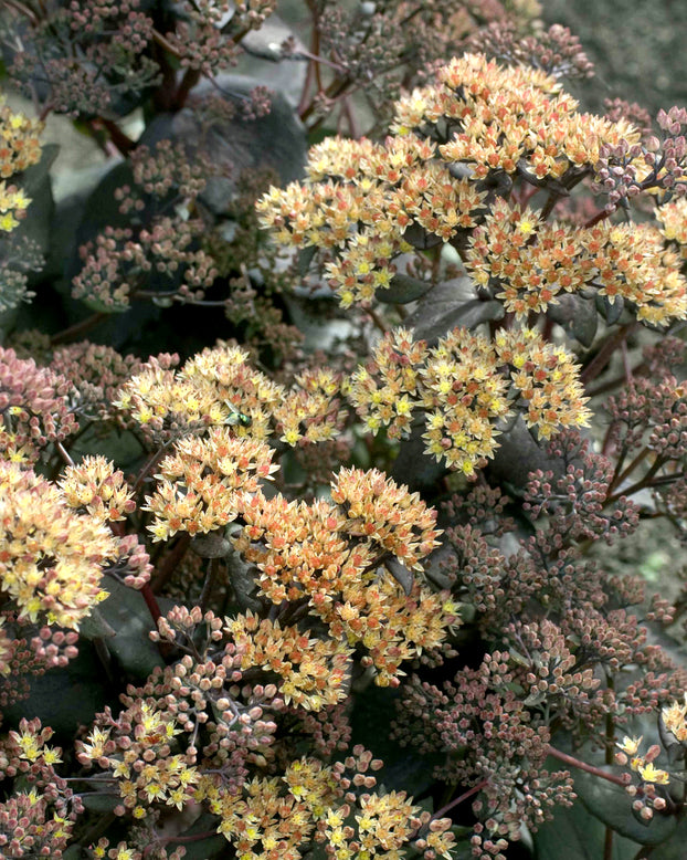 Sedum 'Yellow Xenox'