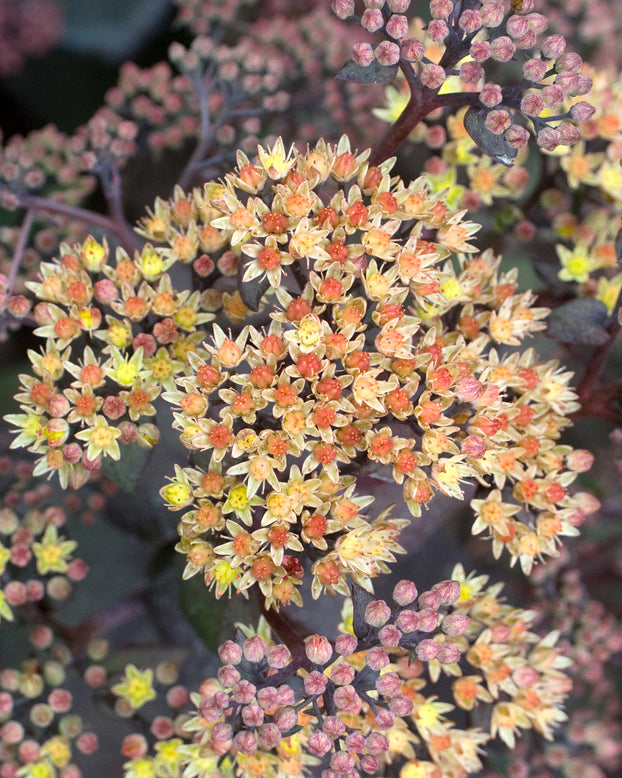 Sedum 'Yellow Xenox'