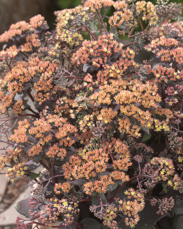 Sedum 'Yellow Xenox'