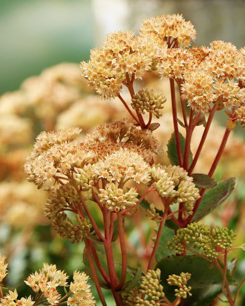 Sedum 'Yellow Xenox'