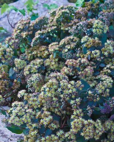 Sedum 'Yellow Xenox'