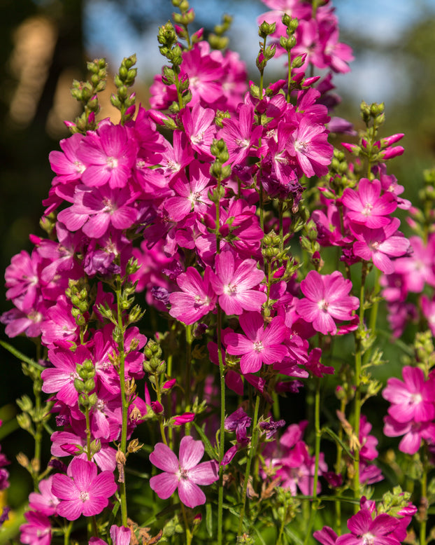 Sidalcea 'Candy Girl'