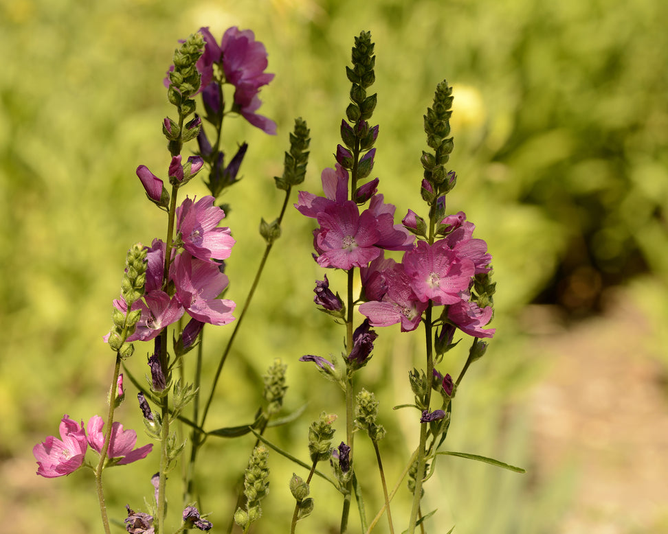 Sidalcea 'Candy Girl'