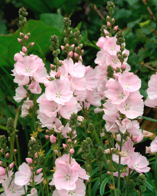 Sidalcea 'Little Princess'