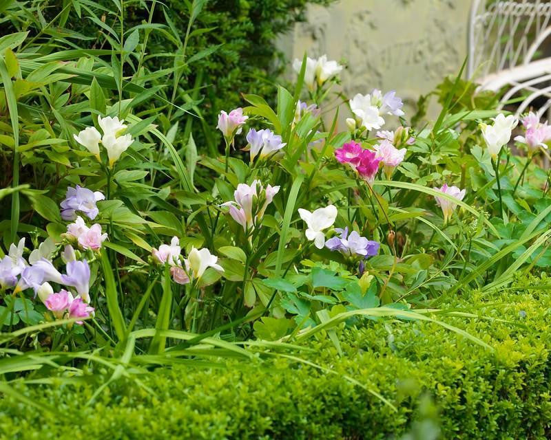 Freesia 'Single Mixed'