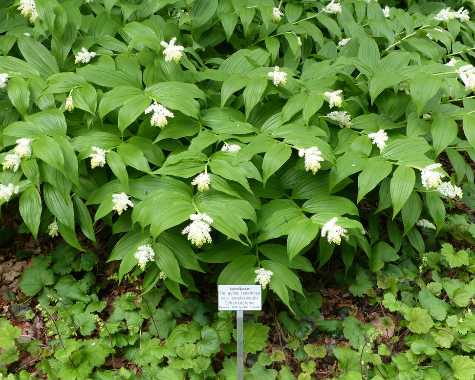 Smilacina racemosa