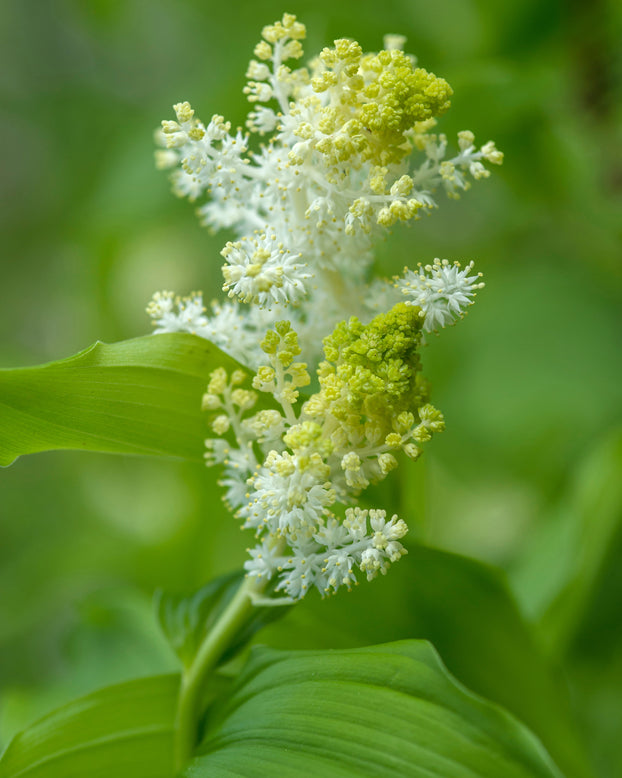 Smilacina racemosa