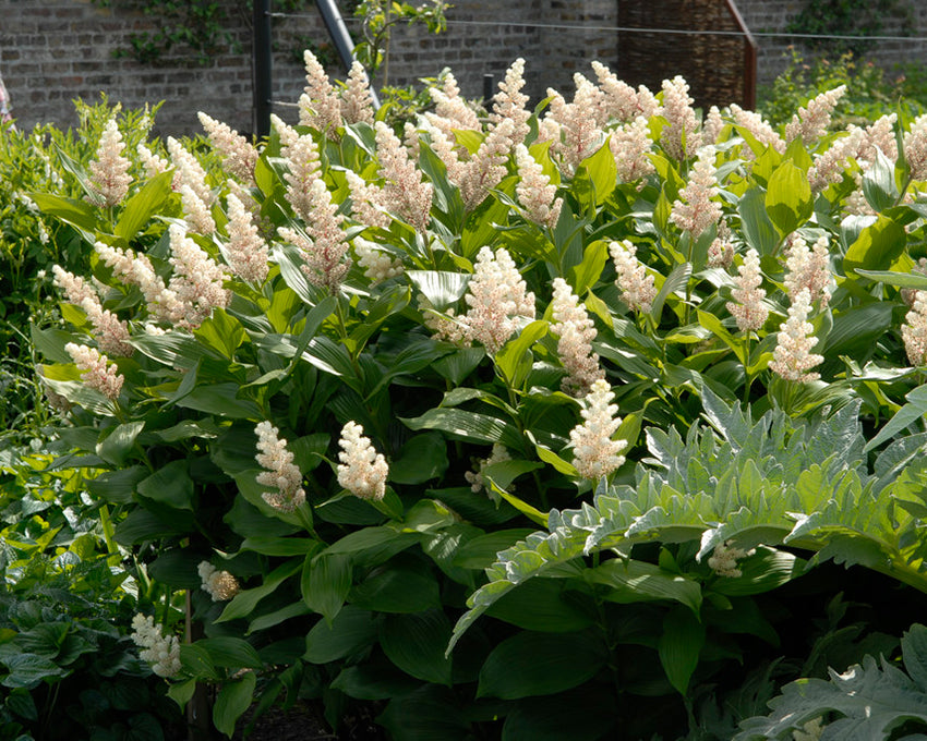 Smilacina racemosa