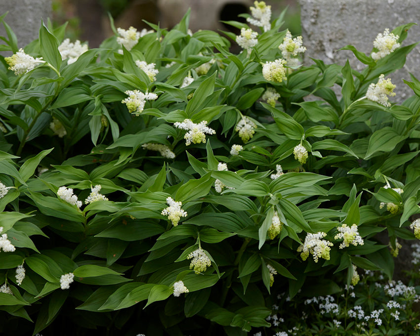 Smilacina racemosa