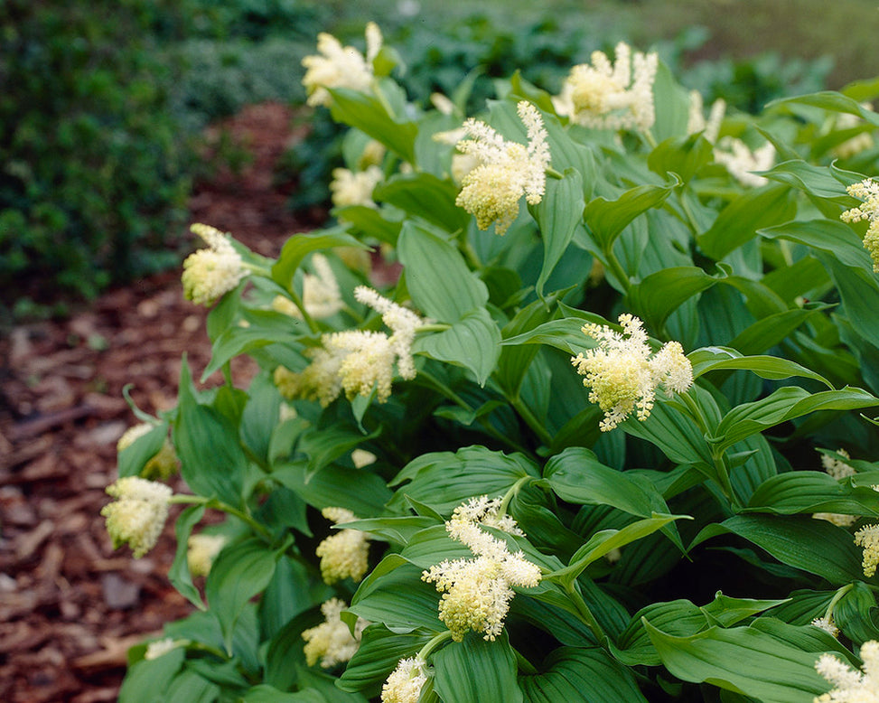 Smilacina racemosa