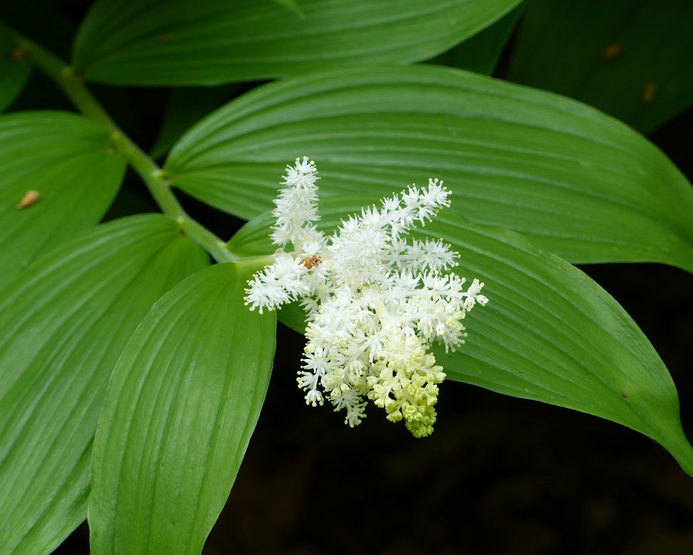 Smilacina racemosa