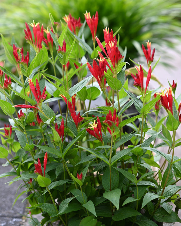 Spigelia 'Little Redhead'