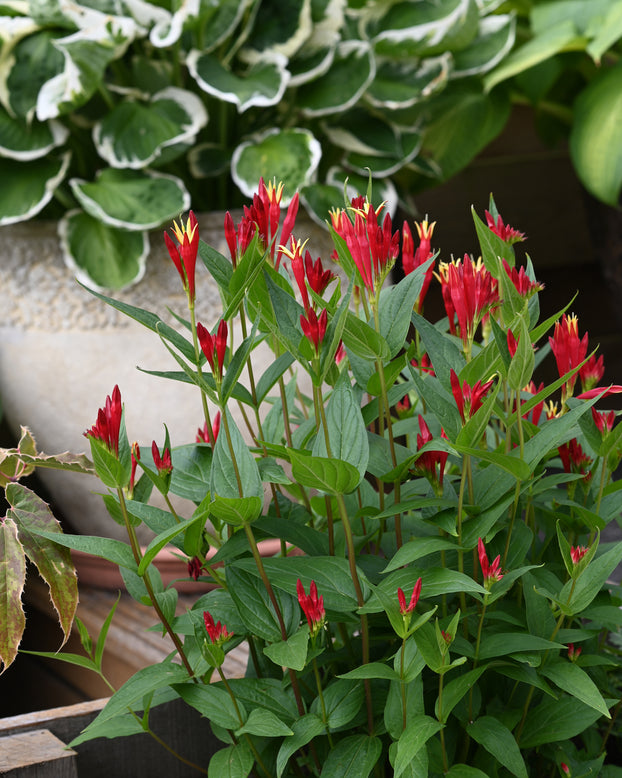 Spigelia 'Little Redhead'