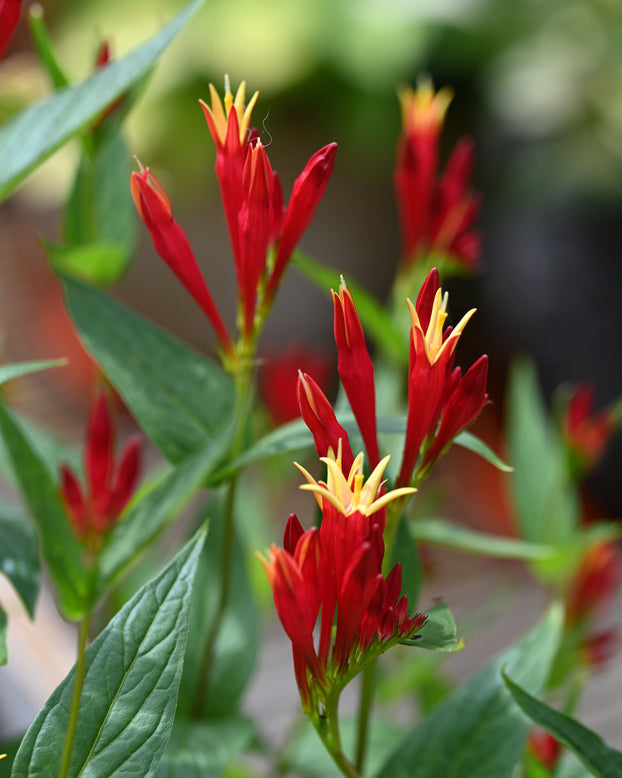 Spigelia 'Little Redhead'