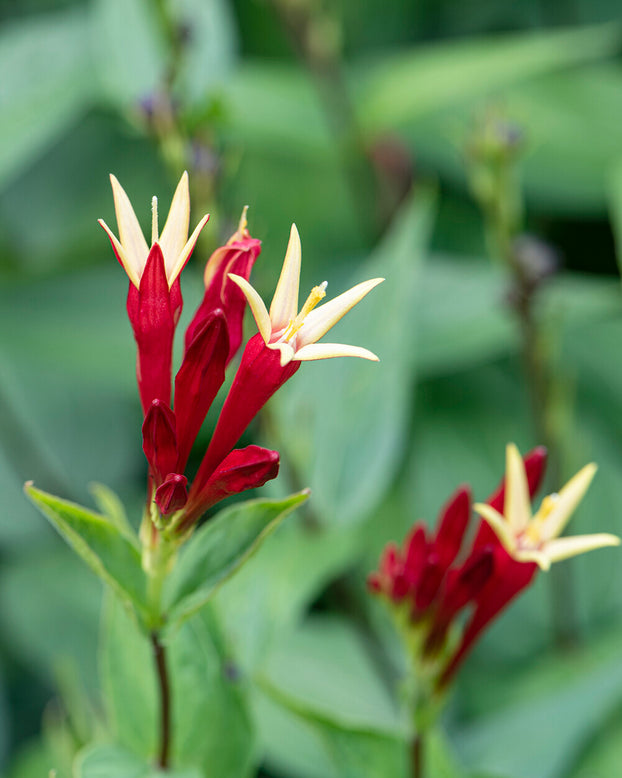 Spigelia 'Little Redhead'