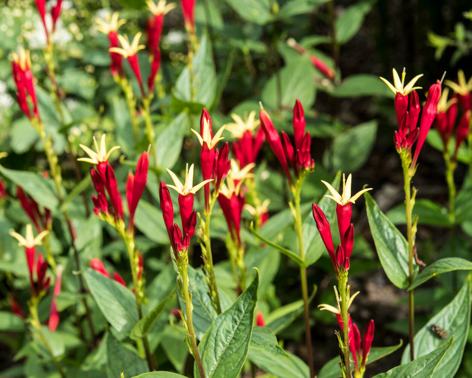 Spigelia 'Little Redhead'