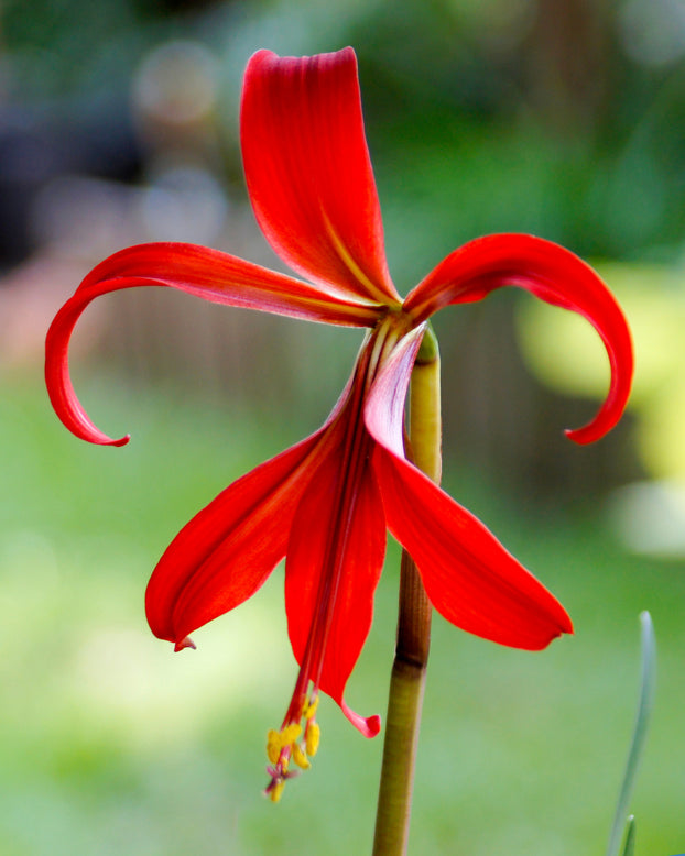 Sprekelia formosissima