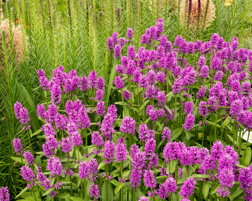 Stachys 'Hummelo'