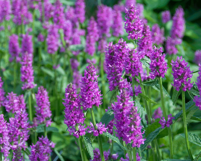 Stachys 'Hummelo'