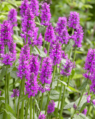 Stachys bare roots
