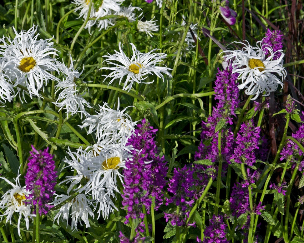 Stachys 'Hummelo'
