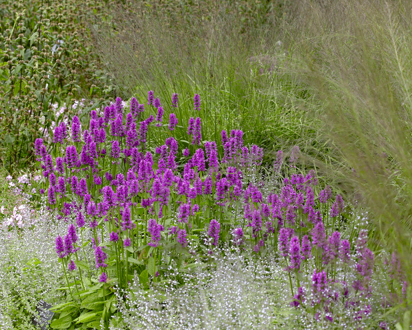 Stachys 'Hummelo'