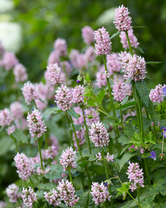 Stachys 'Summer Sweets'