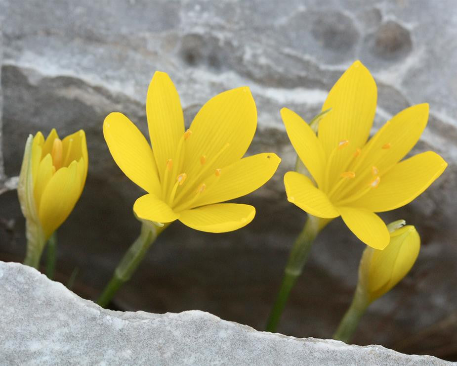 Sternbergia lutea