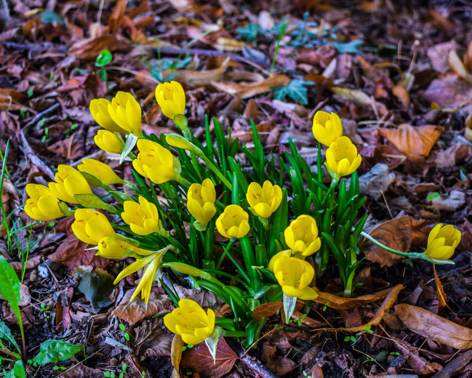 Sternbergia lutea