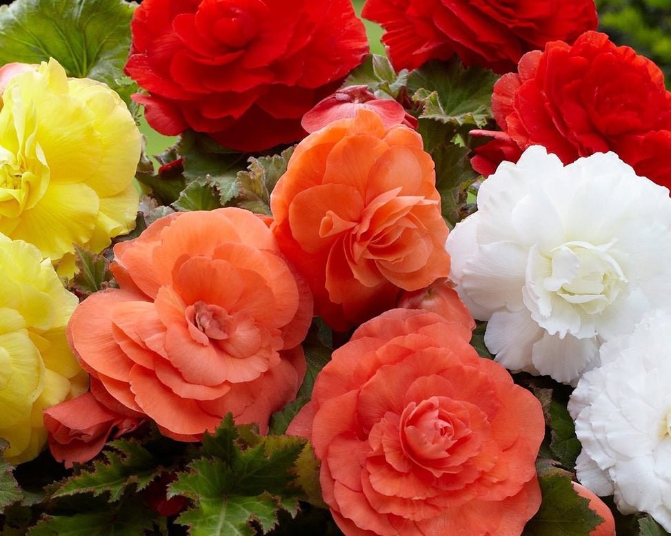 Begonia 'Superba Mixed'