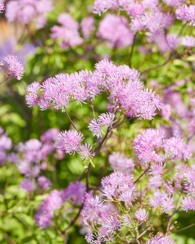 Thalictrum 'Black Stockings'