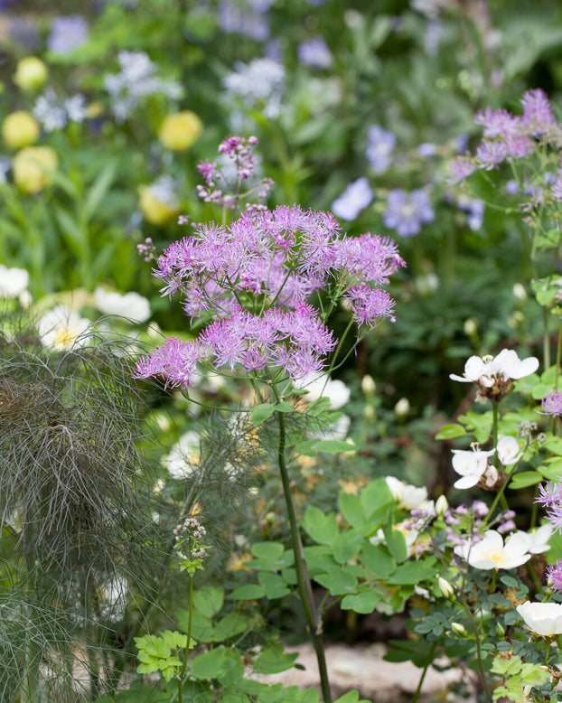 Thalictrum 'Black Stockings'