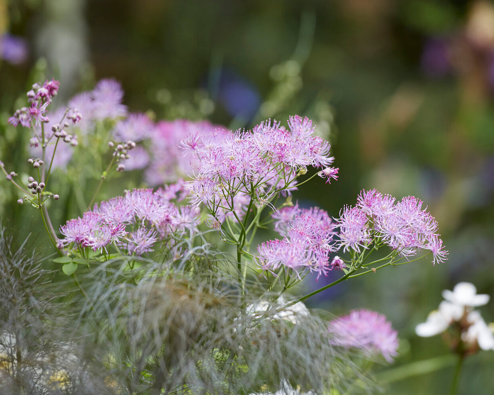 Thalictrum 'Black Stockings'