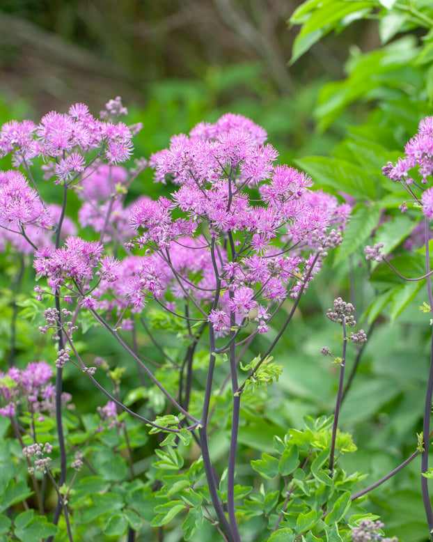 Thalictrum 'Black Stockings'