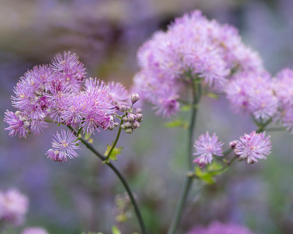 Thalictrum 'Black Stockings'