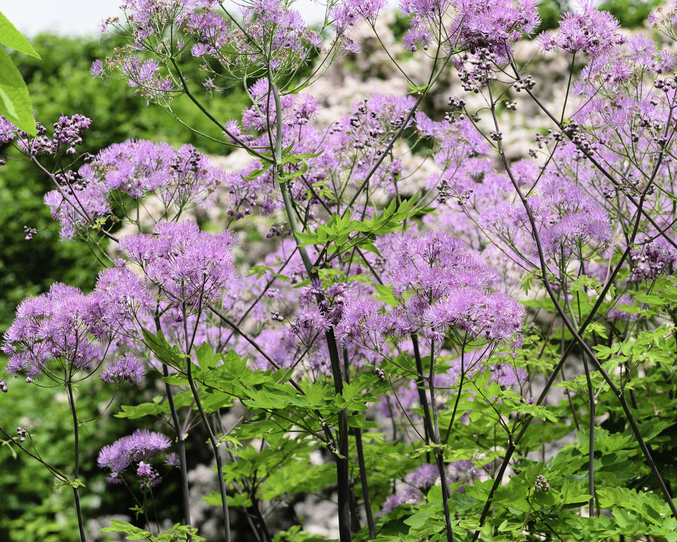 Thalictrum 'Black Stockings'