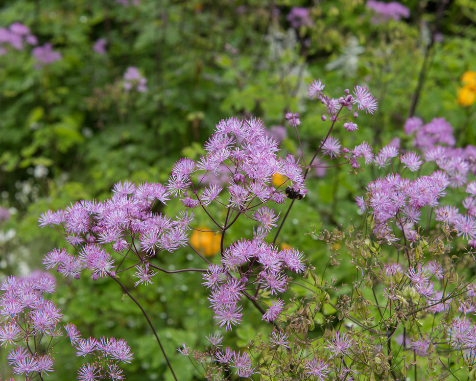 Thalictrum 'Black Stockings'