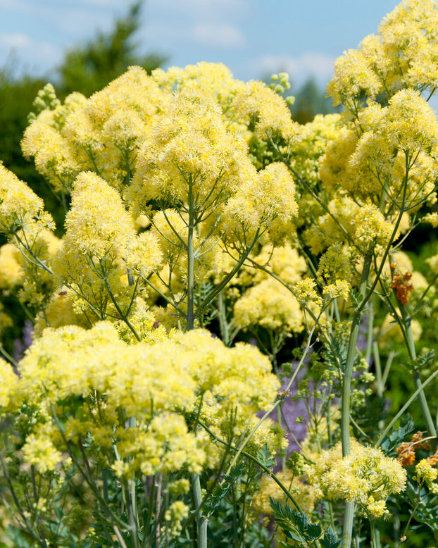 Thalictrum flavum glaucum