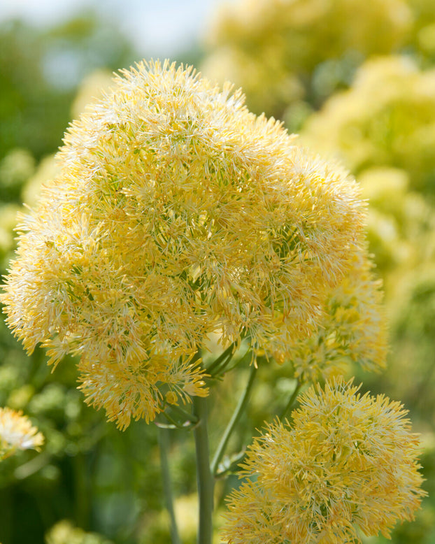 Thalictrum flavum glaucum