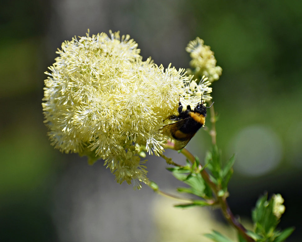 Thalictrum flavum glaucum