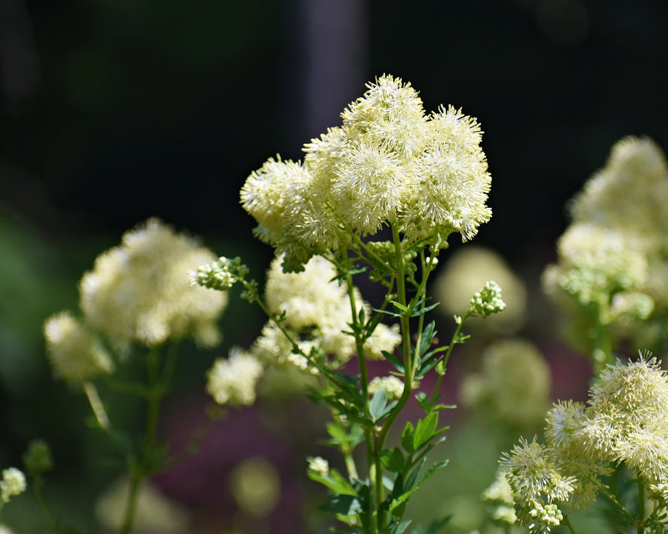 Thalictrum flavum glaucum