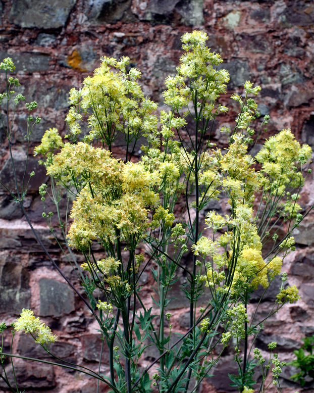 Thalictrum flavum glaucum