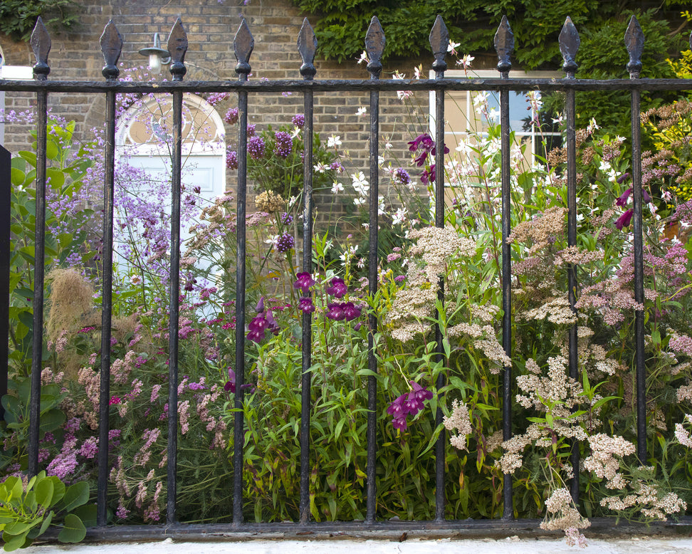 Thalictrum 'Hewitt's Double'