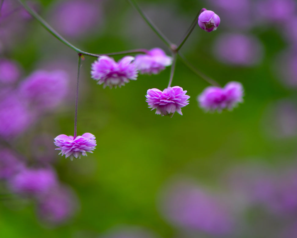 Thalictrum 'Hewitt's Double'