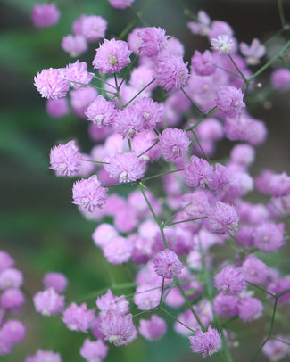 Thalictrum 'Hewitt's Double'