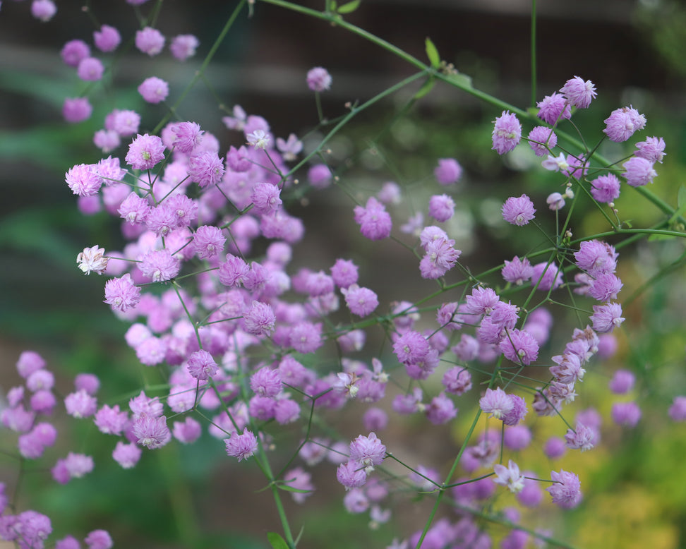 Thalictrum 'Hewitt's Double'