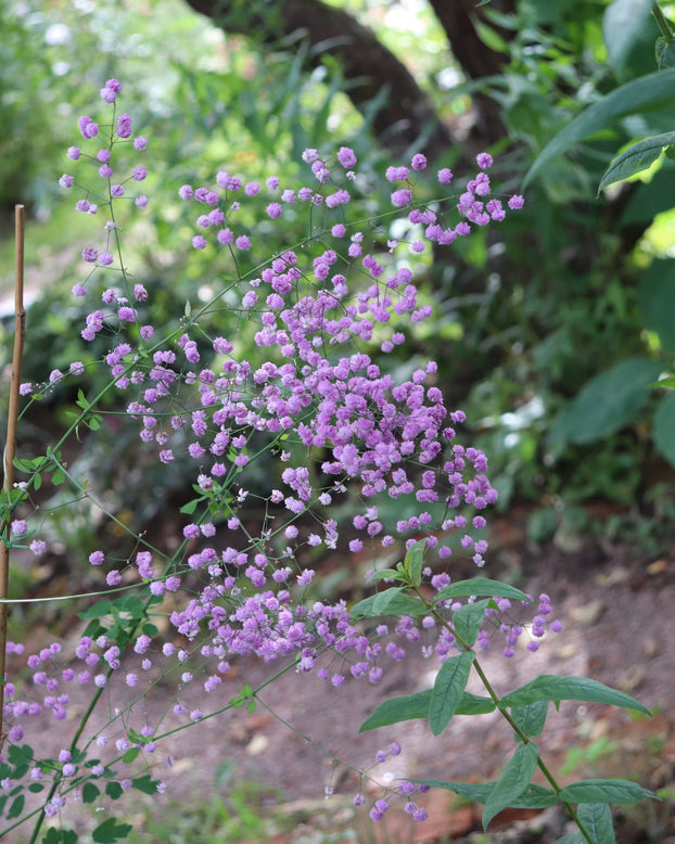 Thalictrum 'Hewitt's Double'