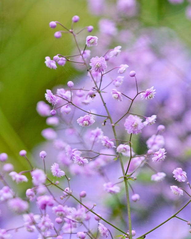 Thalictrum 'Hewitt's Double'