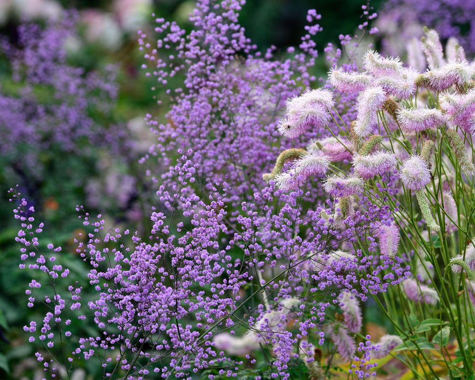 Thalictrum 'Hewitt's Double'